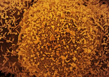 Anvisa: dois casos da variante Ômicron são identificados no Brasil