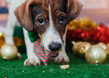 Animais de estimação viram modelos fotográficos para estimular adoção