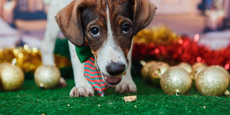 Animais de estimação viram modelos fotográficos para estimular adoção