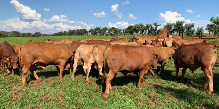 Com ferramentas de seleção e suporte profissional, Montana MF produz touros de genética diferenciada