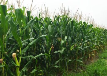 Nordeste tem três estados entre os dez maiores produtores nacionais de milho, o Maranhão está entre os dez maiores do pais