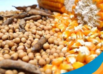 Chuva atrapalha a colheita da soja no Maranhão, causando avarias nos grãos e gargalos logísticos