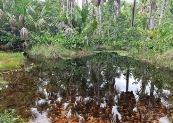 Acordo de Cooperação Técnica entre Codevasf e IFMA promove preservação de nascentes no Maranhão