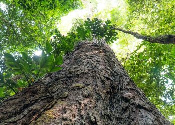 Suíça anuncia doação de R$ 33 milhões para Fundo Amazônia