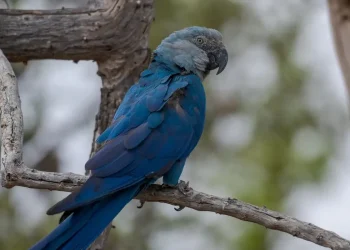 Ararinhas-azuis recapturadas testam positivo para vírus letal